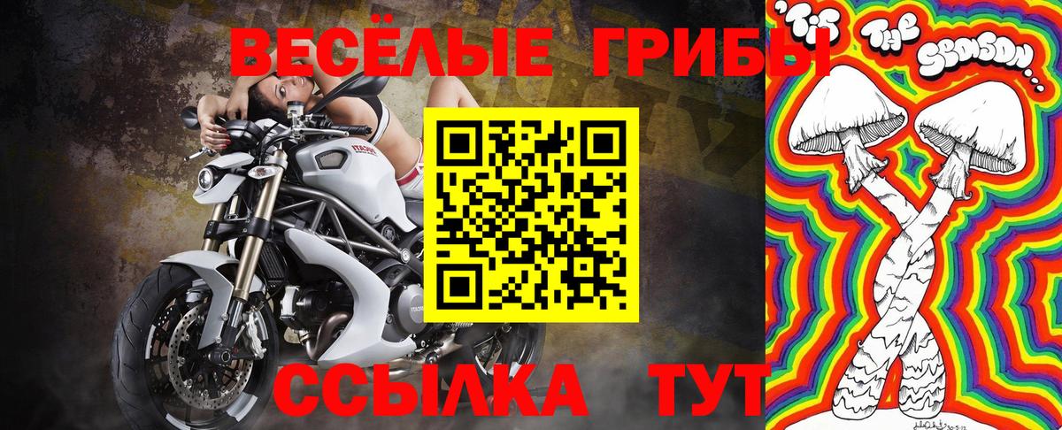 Псилоцибиновые грибы Psilocybe Тихвин